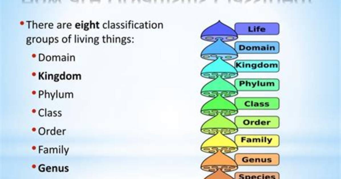 Why Is It Important to Classify Organisms