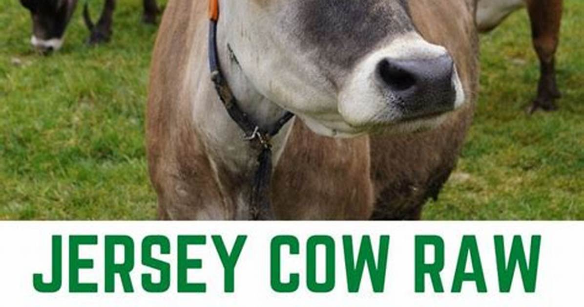 Why Is Jersey Cow Milk Better?