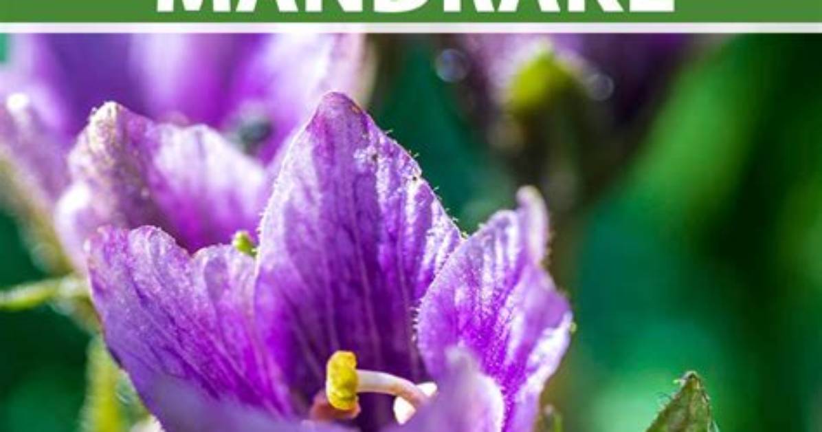 Why Is Mandrake Dangerous