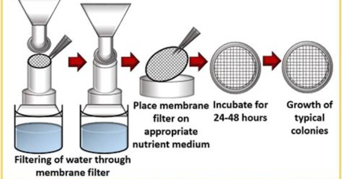 Why Is Membrane-Filter Technique Used for Enumerating Coliform?