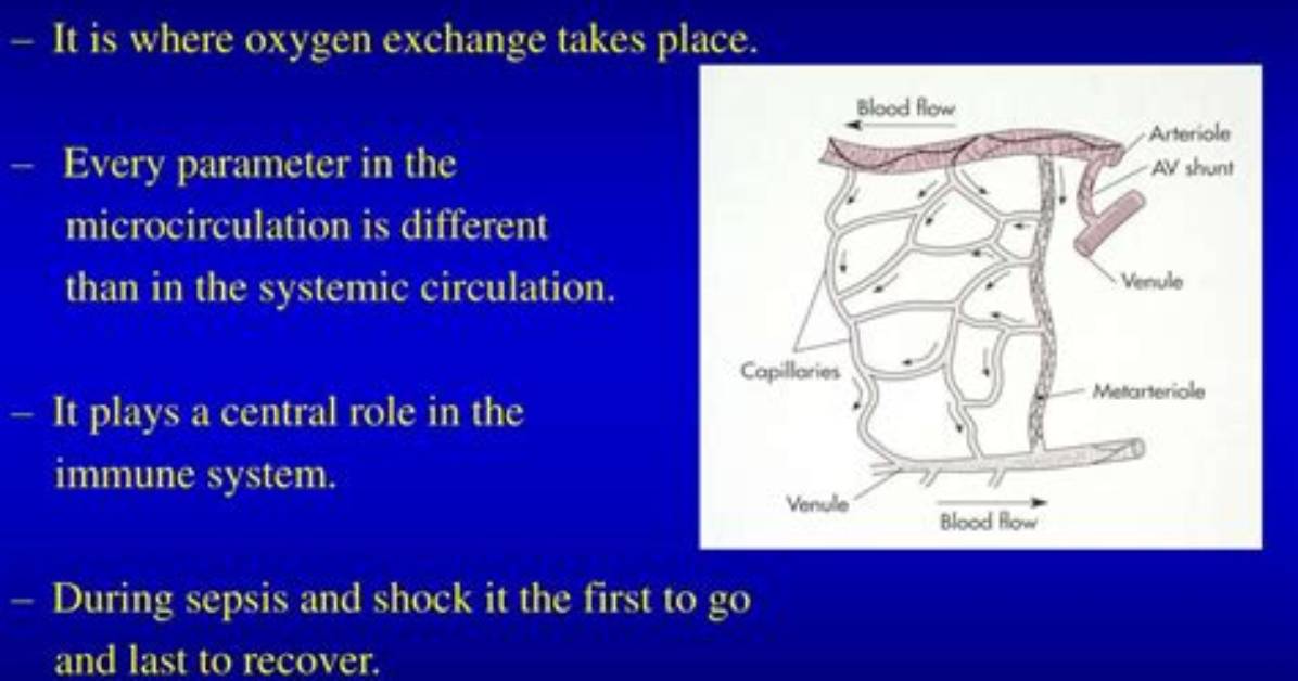 Why Is Microcirculation Important?
