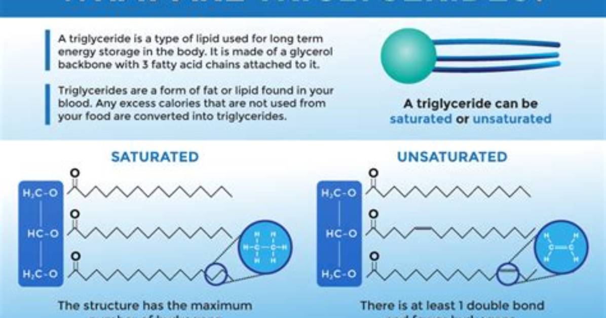 Why Is Monoglyceride Important?