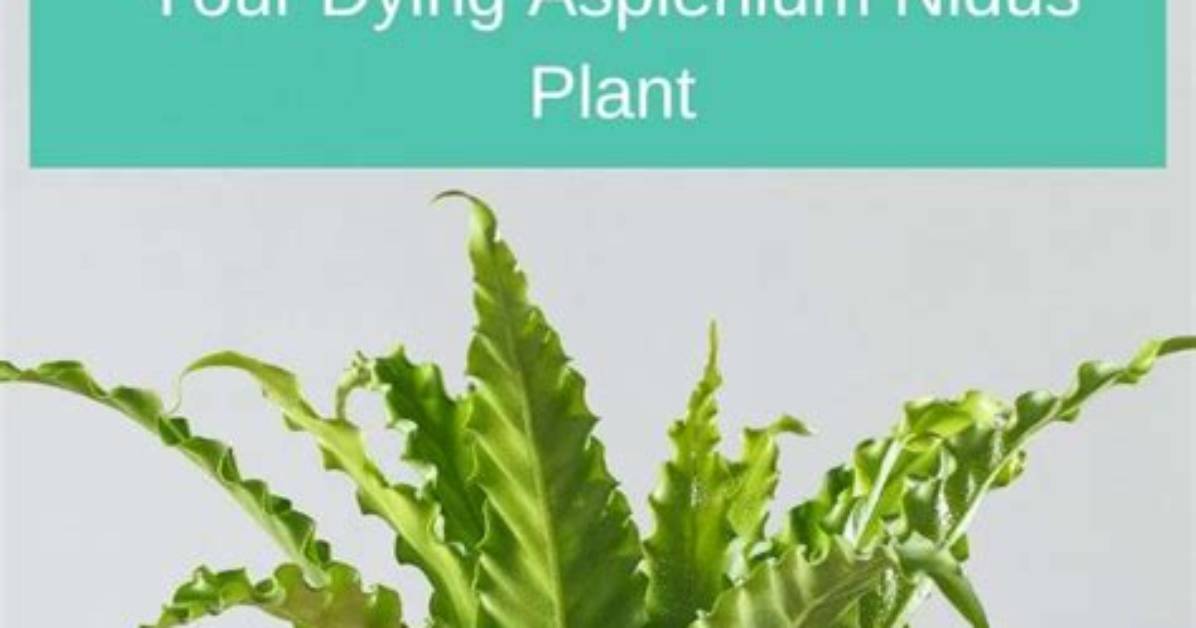 Why Is My Asplenium Dying