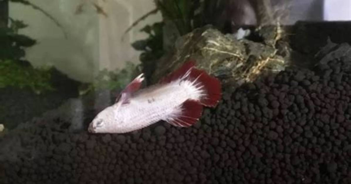 Why Is My Betta Floating Upside Down