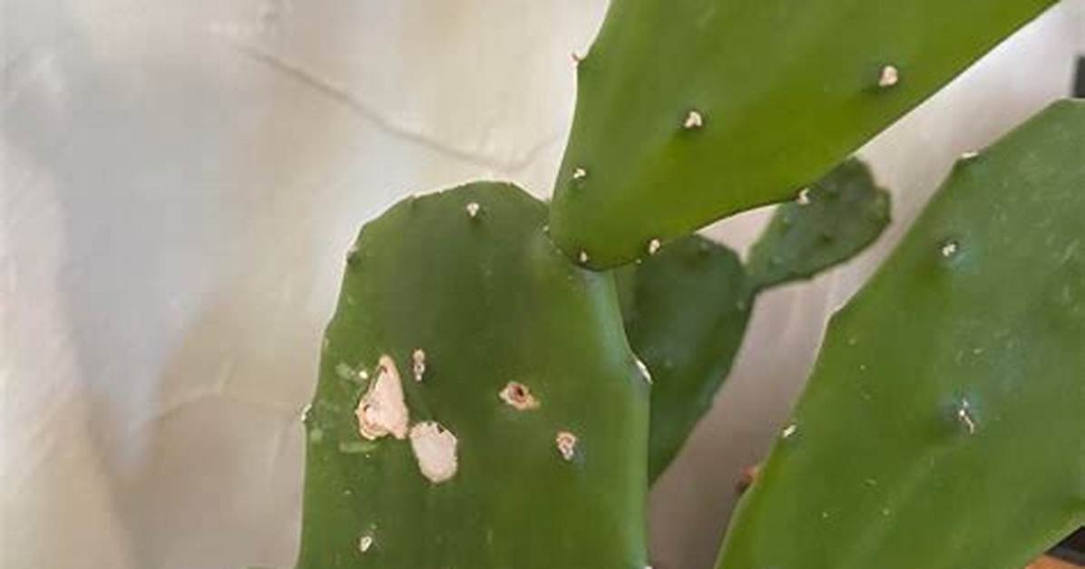 Why Is My Cactus Collapse
