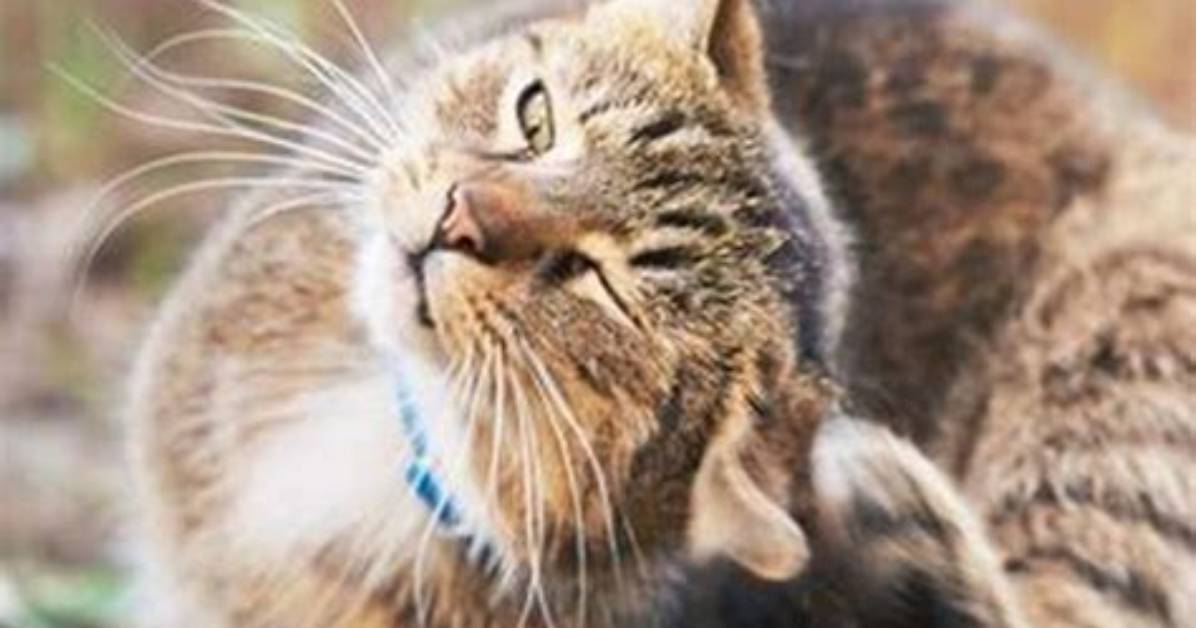Why Is My Cat Scratching No Fleas?