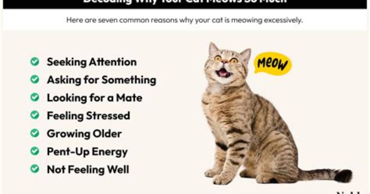 Why Is My Cat Screeching?
