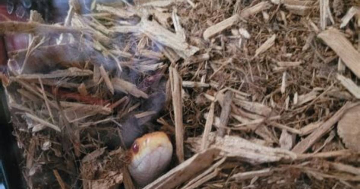 Why Is My Corn Snake Burrowing?