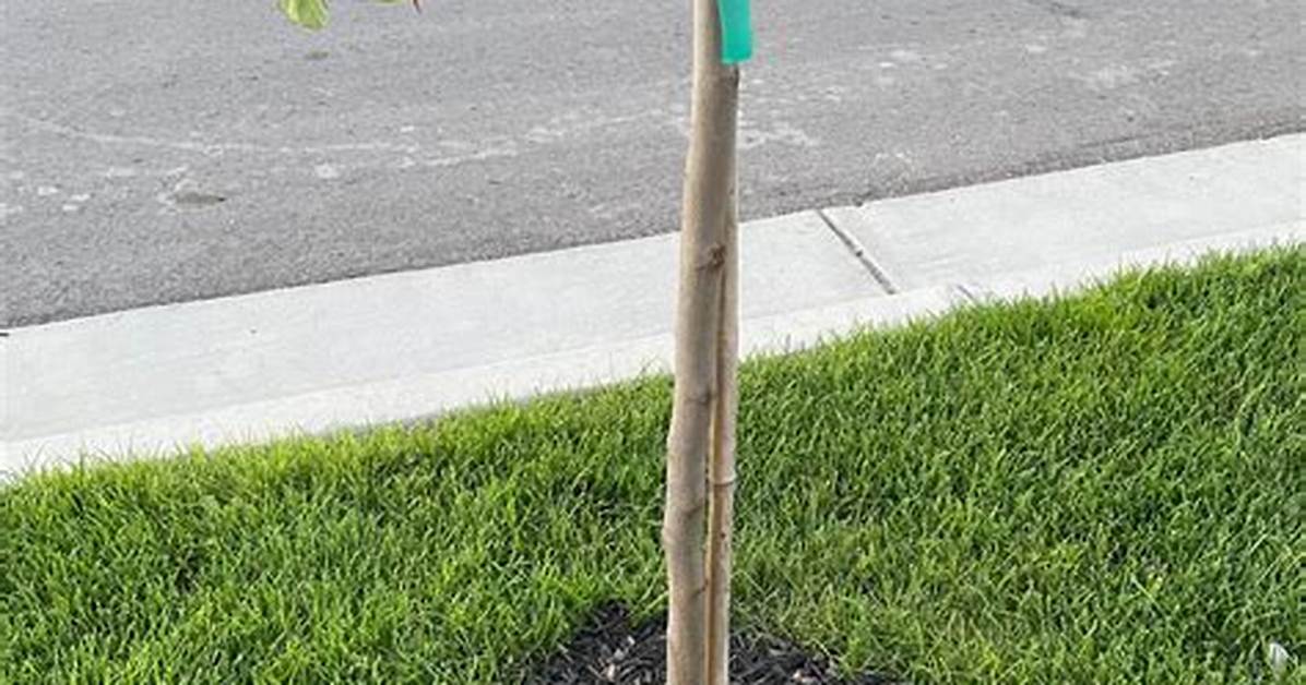 Why Is My Eastern Redbud Wilting