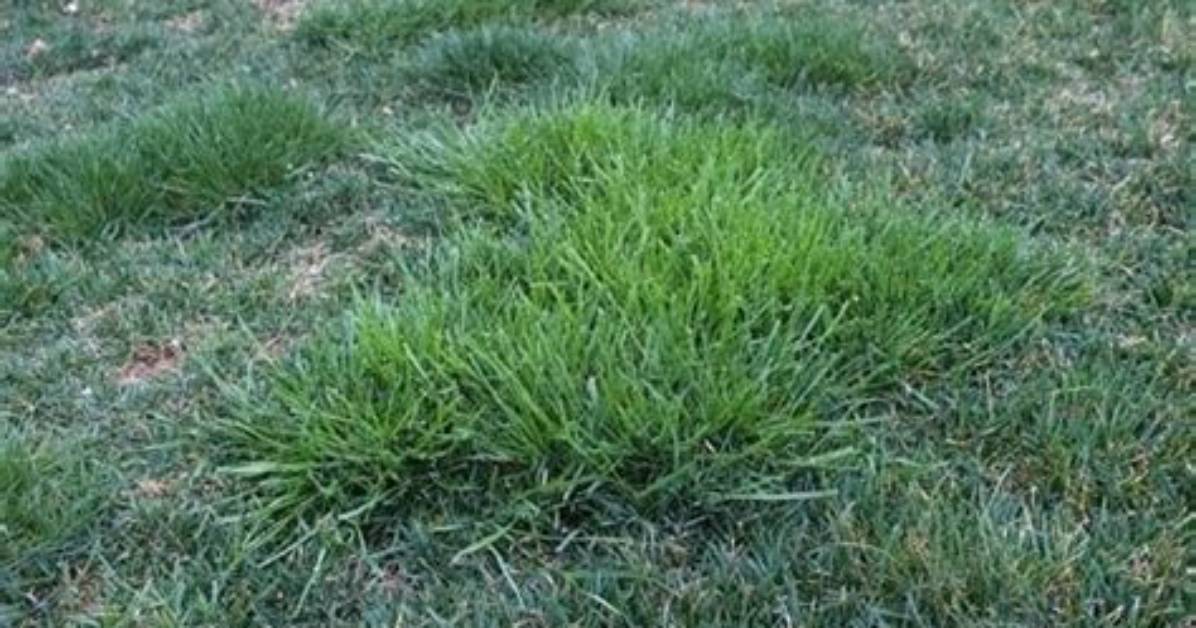 Why Is My Grass Clumpy