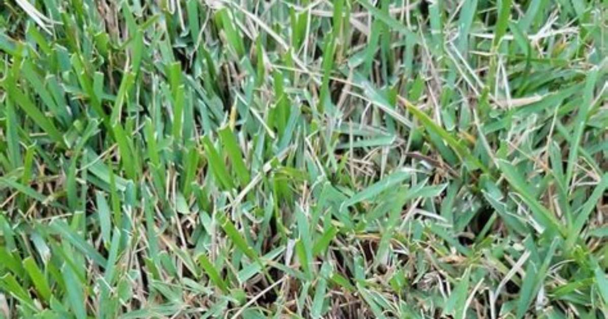 Why Is My Grass Stalk?