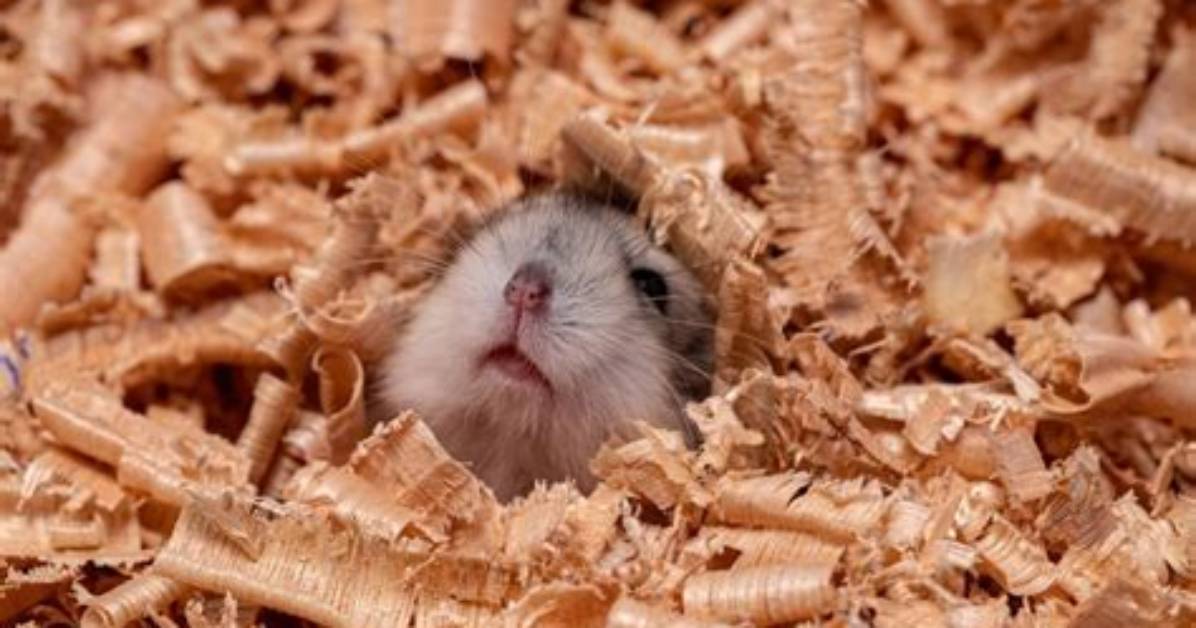 Why Is My Hamster Dropping Fur?