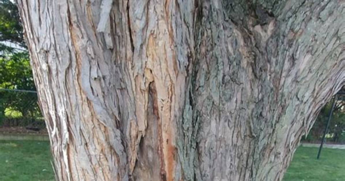 Why Is My Maple Tree Trunk Splitting?
