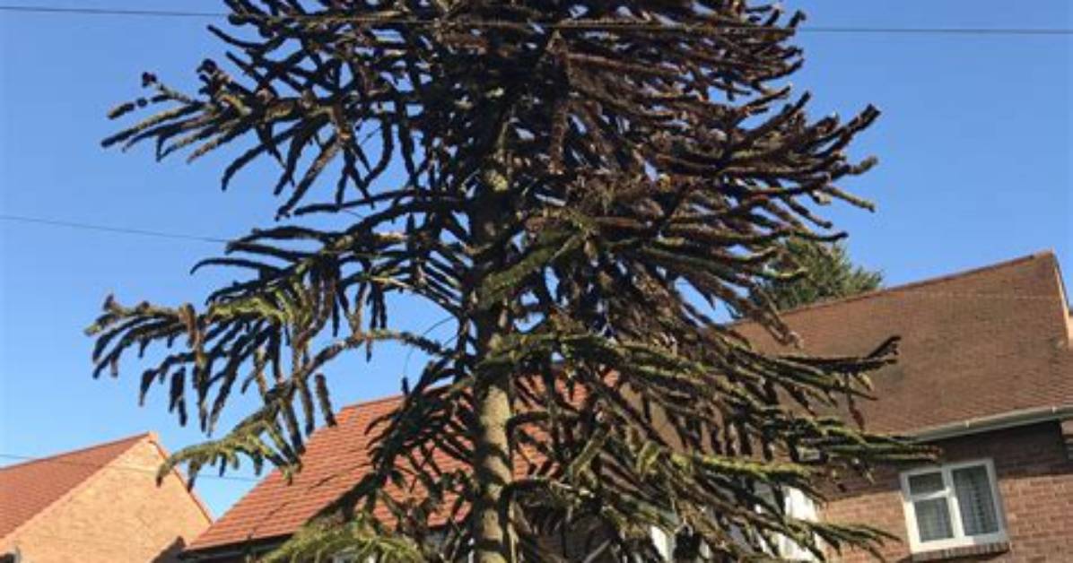Why Is My Monkey Puzzle Tree Dying?