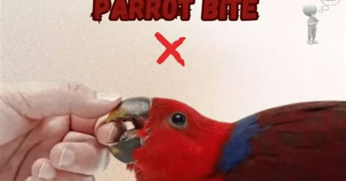 Why Is My Parrot Bleeding?