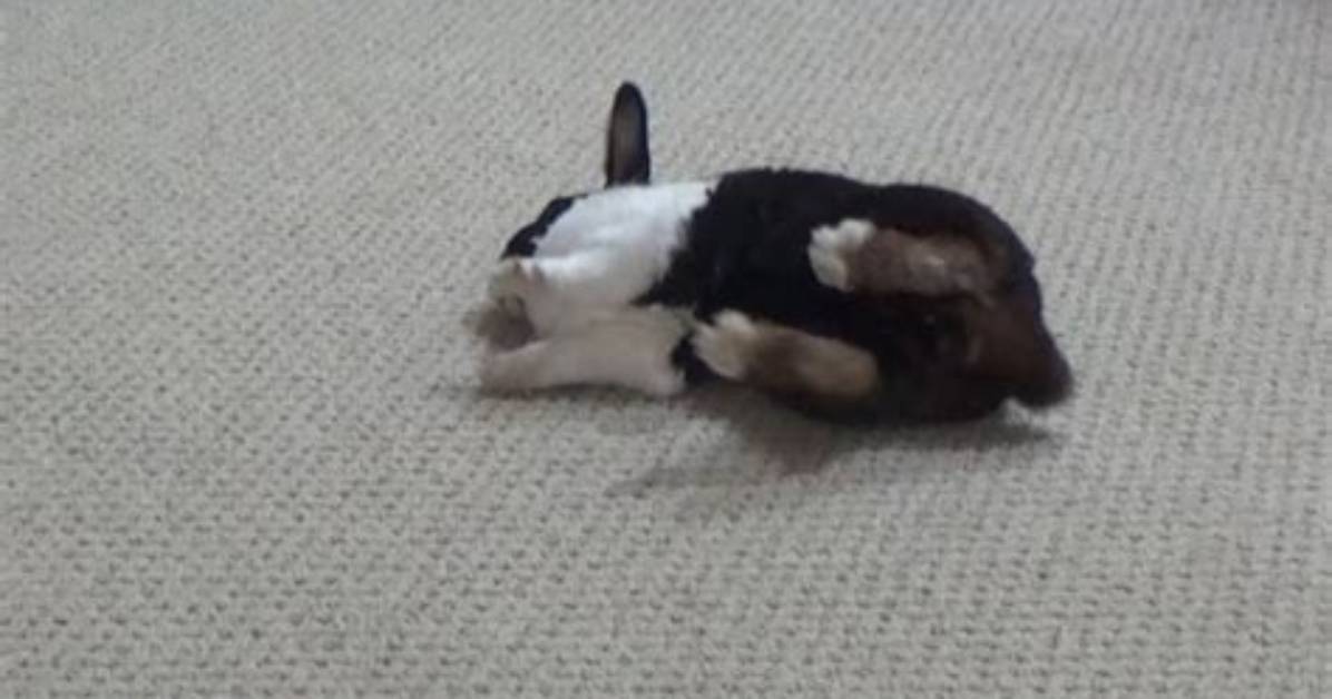 Why Is My Rabbit Falling over?