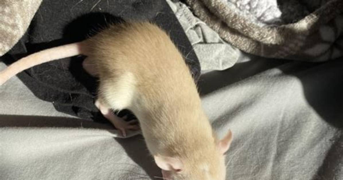 Why Is My Rat Barely Moving?