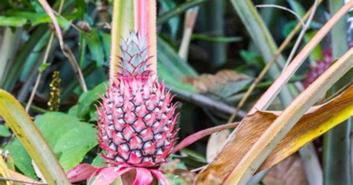 Why Is Pineapple Pink?