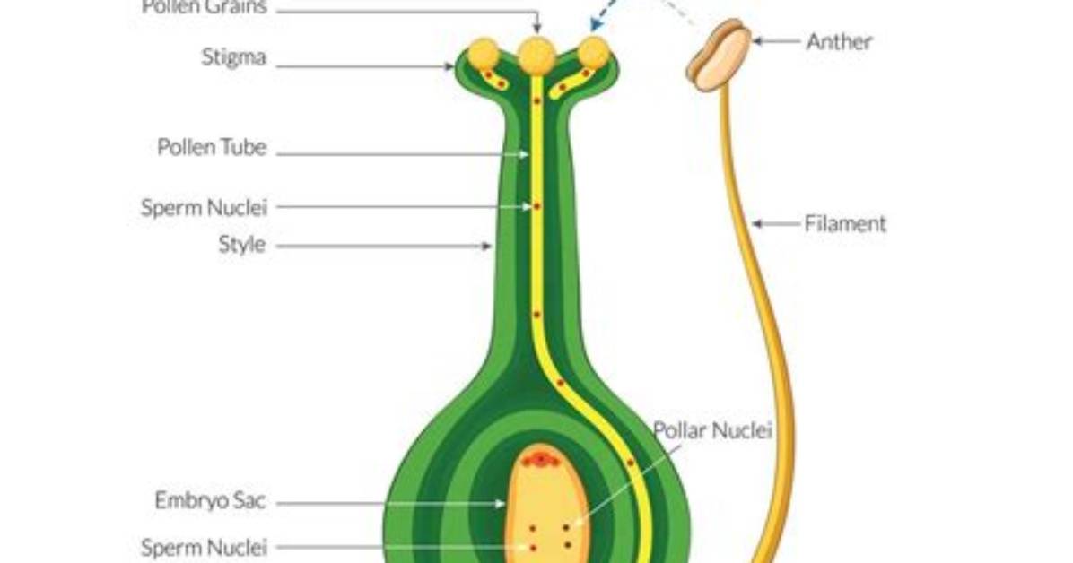 Why Is Pollen Germination Important