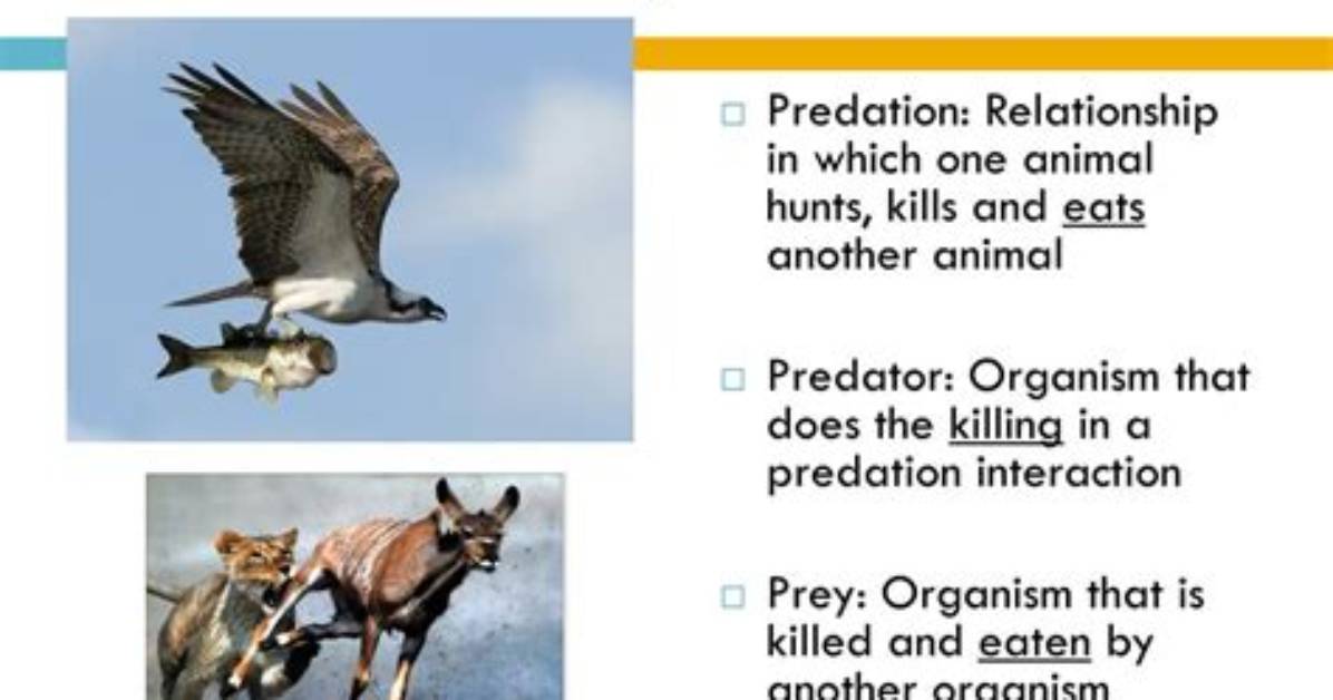 Why Is Predator Control Important
