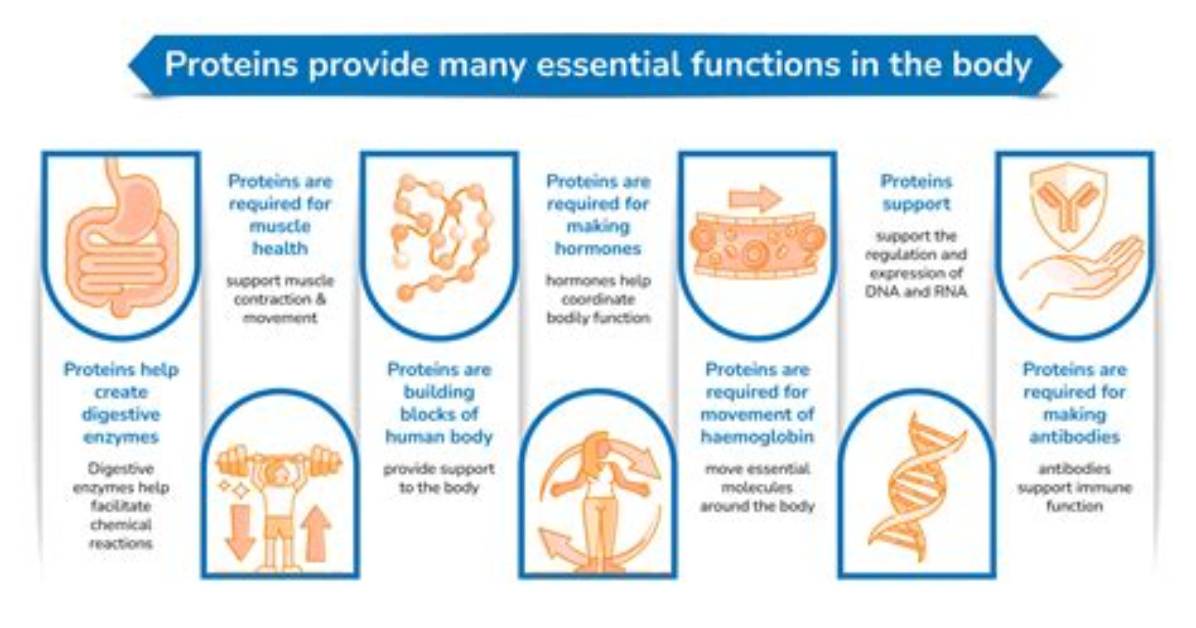 Why Is Protein the Most Important Macronutrient