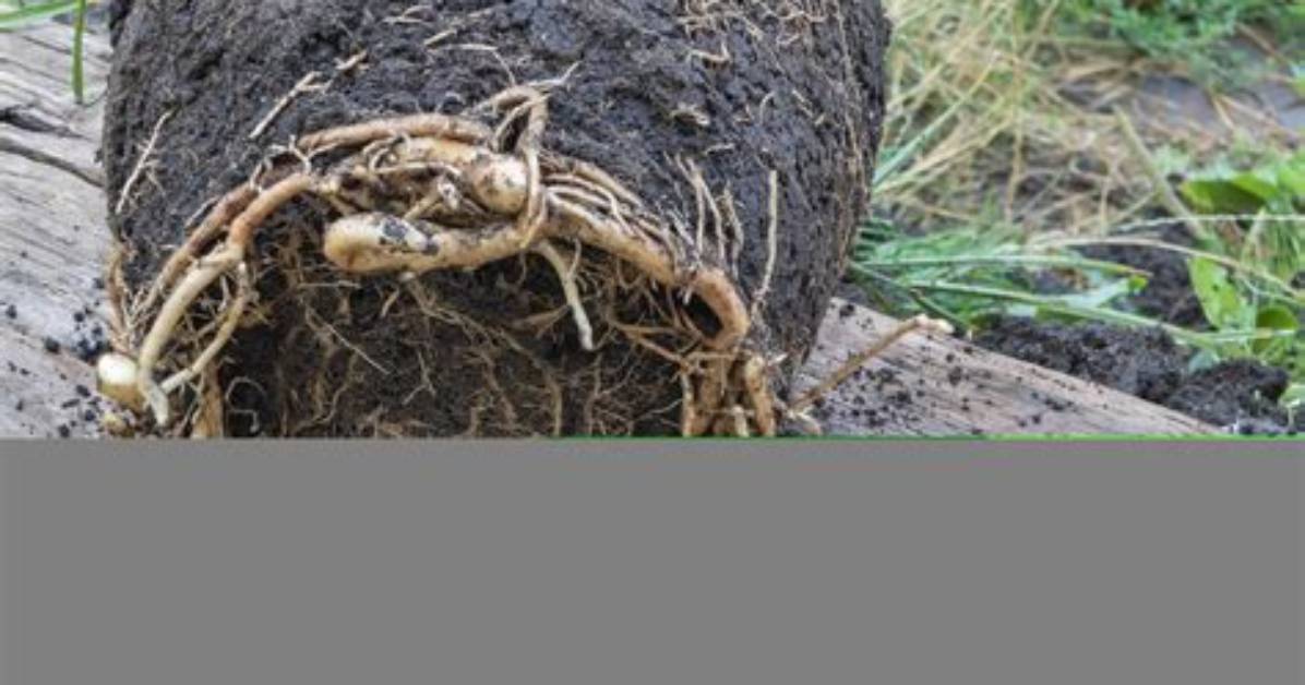 Why Is Root Bound Bad?