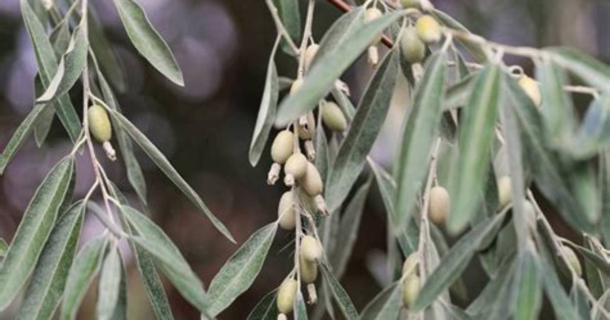 Why Is Russian Olive Bad