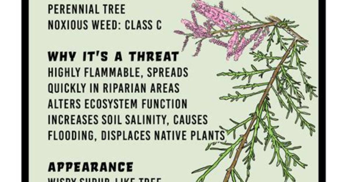 Why Is Salt Cedar Bad
