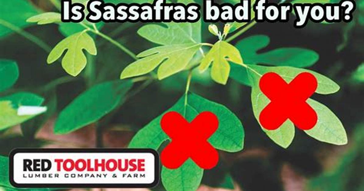 Why Is Sassafras Illegal