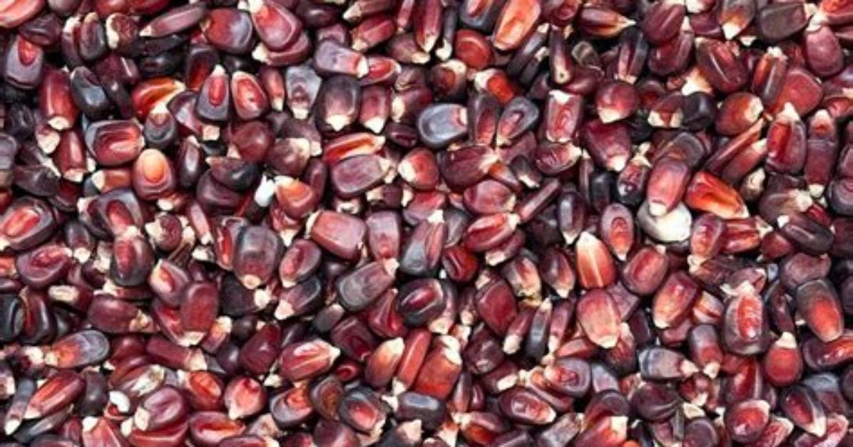 Why Is Seed Corn Red?