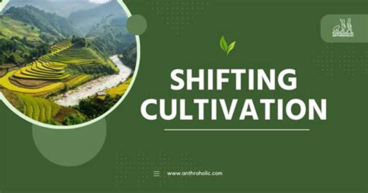Why Is Shifting Cultivation Practiced?