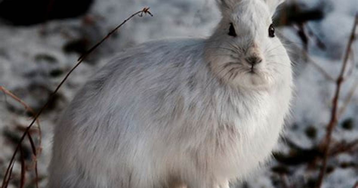 Why Is Snowshoe Hare?