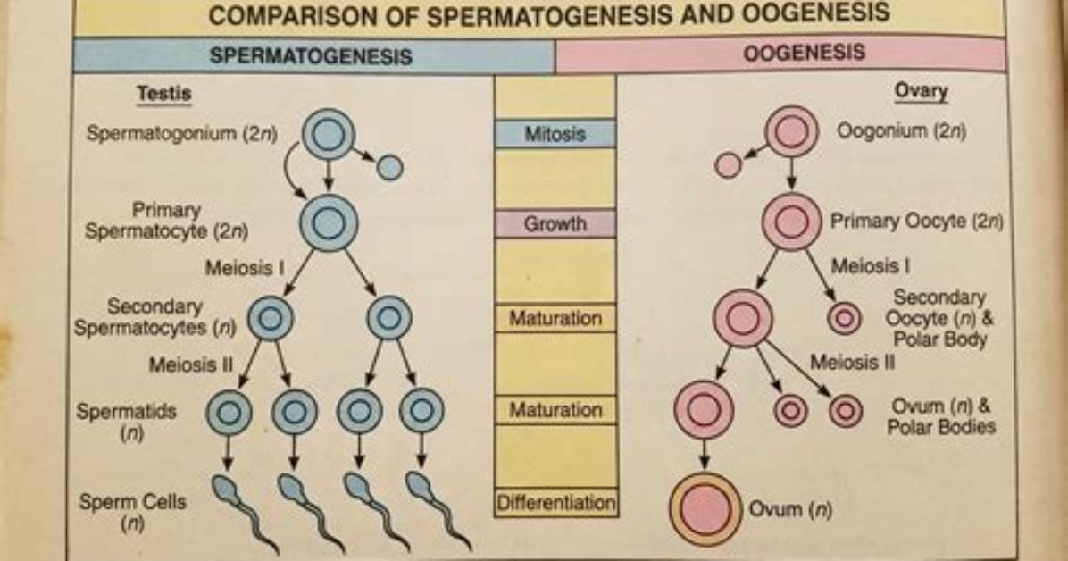 Why Is Spermatogenesis Necessary?