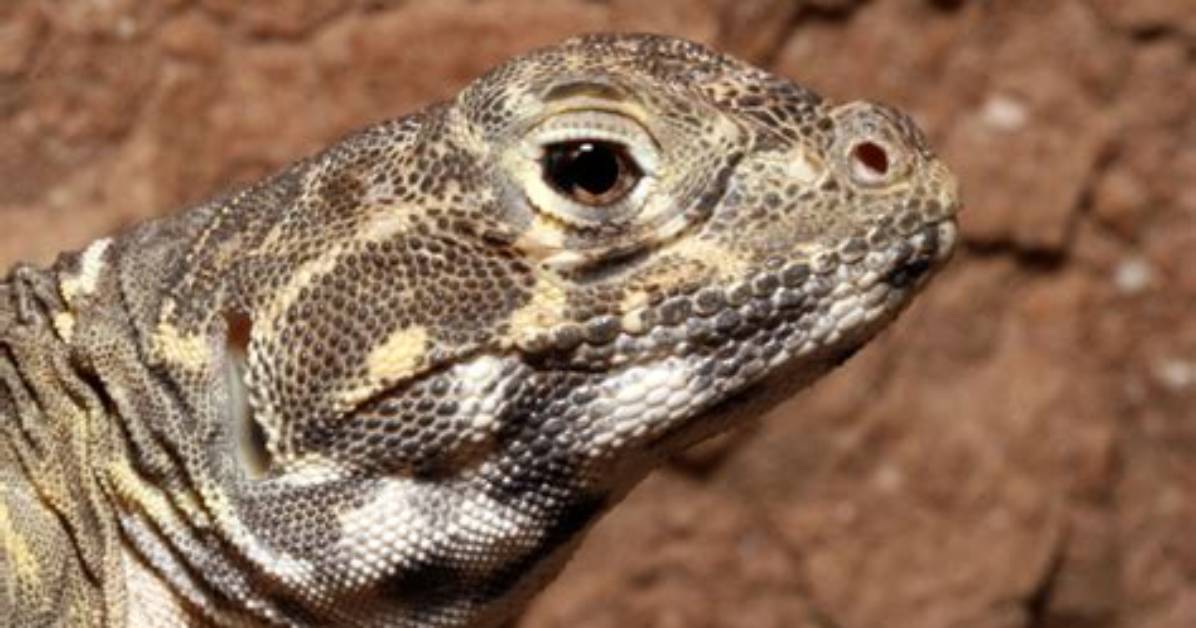 Why Is the Blunt Nosed Leopard Lizard Endangered?