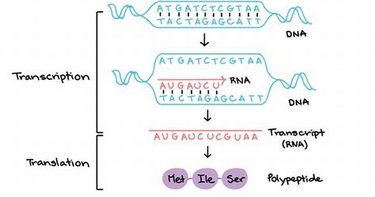 Why Is the Coding Sequence of an Enzyme Beta Galactosidase?