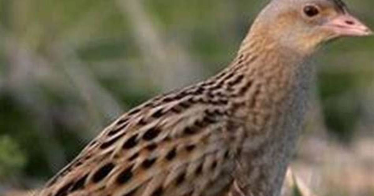 Why Is the Corncrake Endangered?