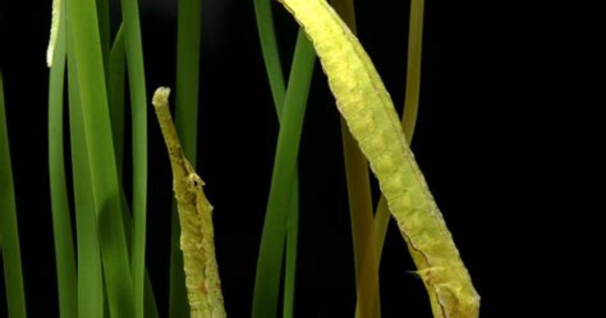 Why Is the Experiment with Pipefish Significant?