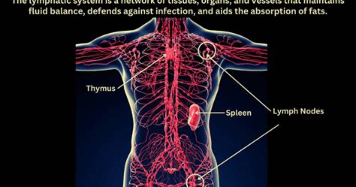 Why Is the Function of Lymph?