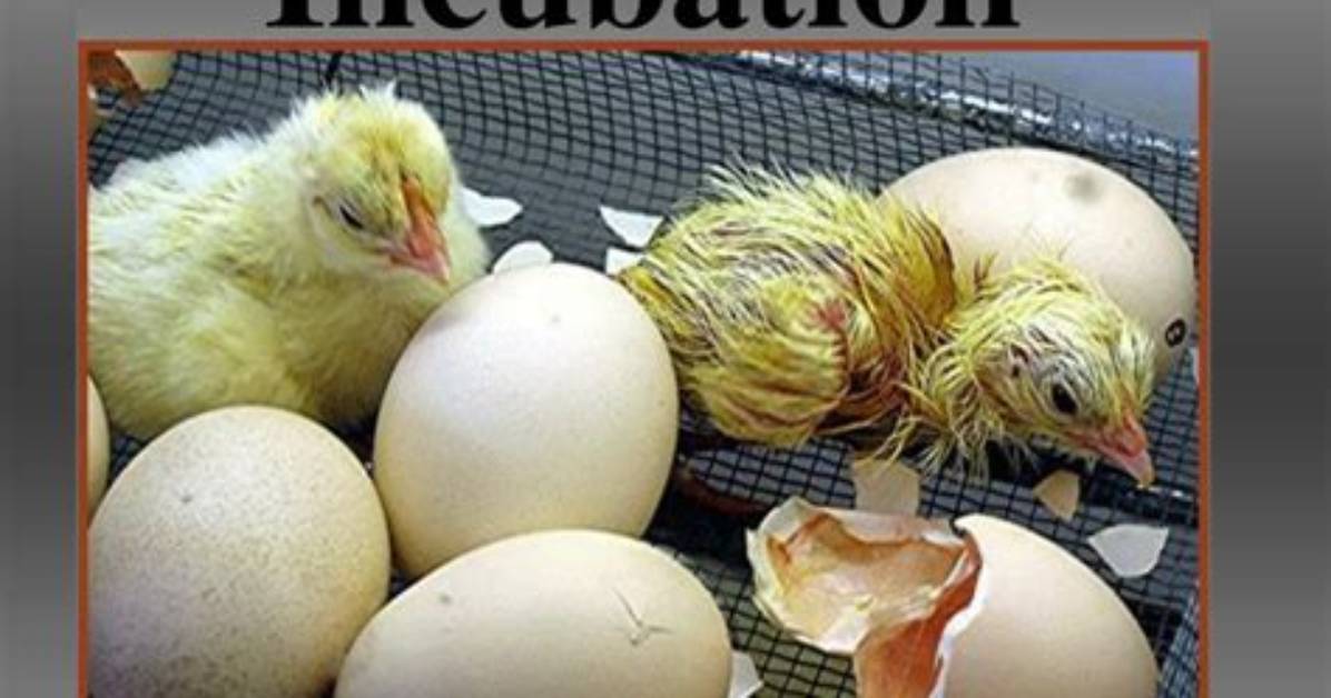 Why Is the Incubation Process Necessary?