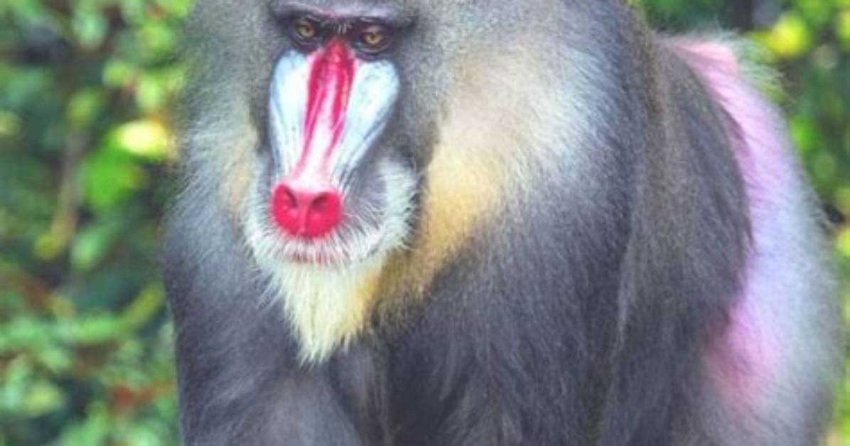 Why Is the Mandrill Endangered?
