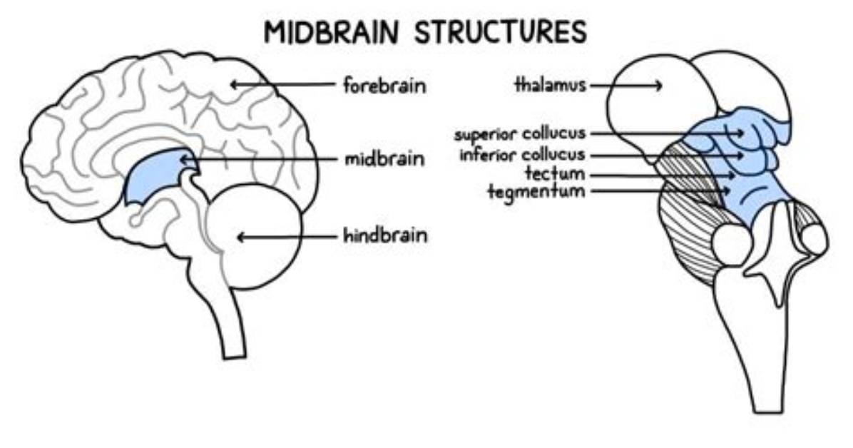 Why Is the Midbrain Important?