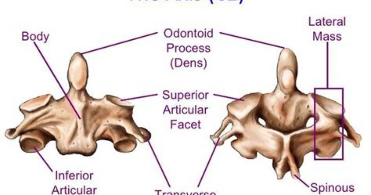 Why Is the Odontoid Process Important?