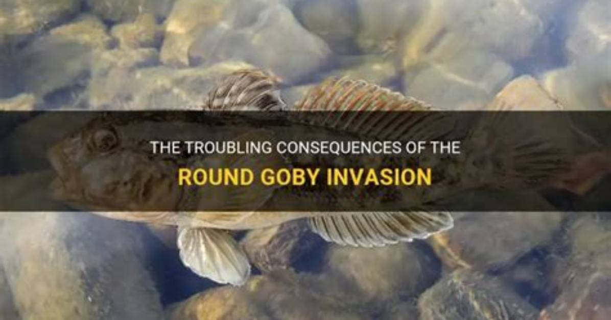 Why Is the Round Goby a Problem?