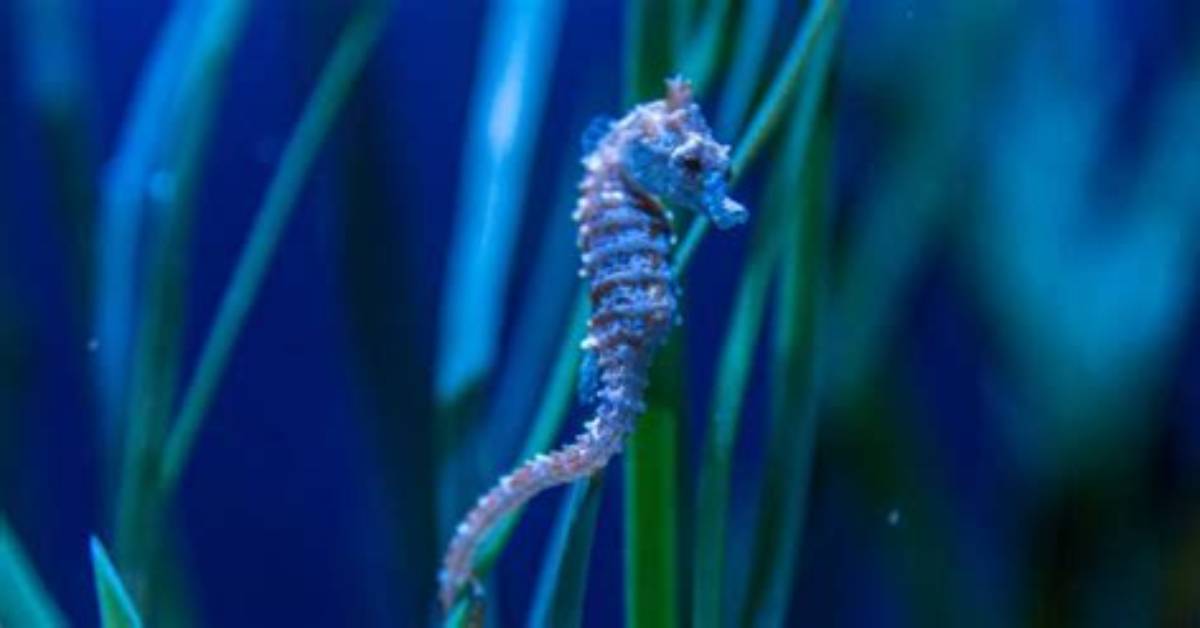 Why Is the Slowest Fish?