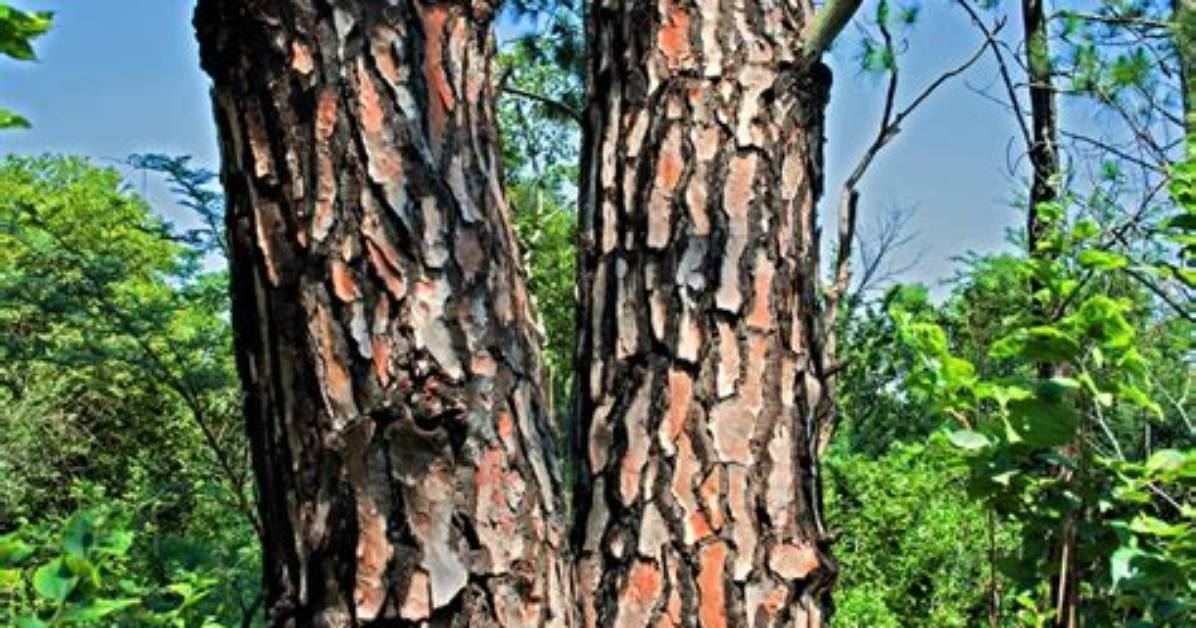 Why Is Tree Bark Rough?