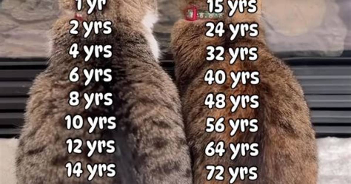 Why Is Year 0 Year 0