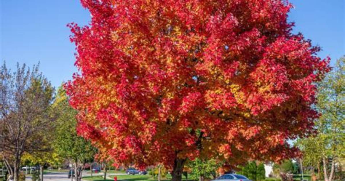 Why Isn't My Red Maple Red