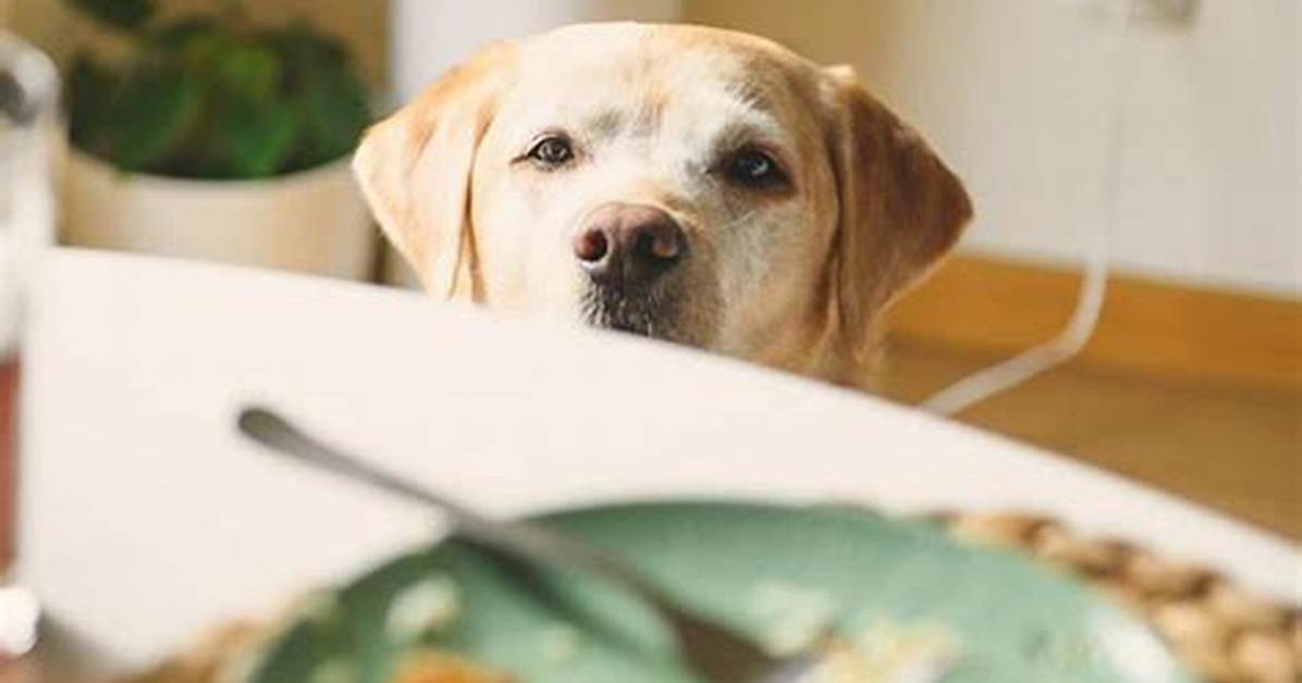 Why Labradors Eat So Much?