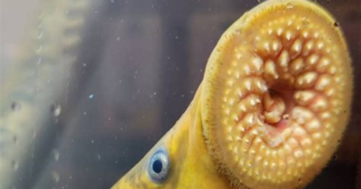 Why Lampreys Attack Humans?