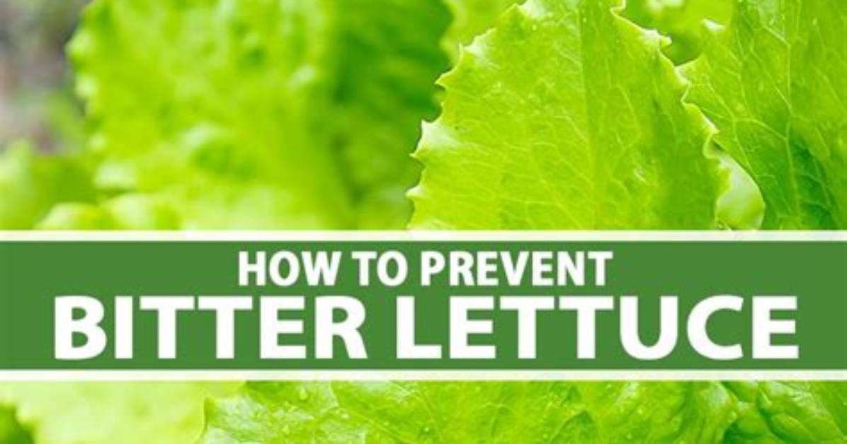 Why Lettuce Is Bitter?